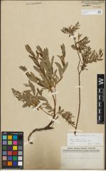 Foto von Salix repens subsp. incubacea (L.) A. Neumann